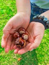 Chestnut acorns in hands Royalty Free Stock Photo