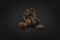 Chestnut, acorns and pine cone on black. Artistic horse-chestnut photo