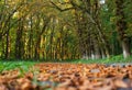 Chestnut alley