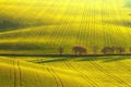 A chestnut alley along a road across a rolling spring field with tracks from the tractor wheels Royalty Free Stock Photo