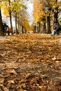 A chestnut alley, autumn in Paris