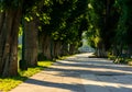 Chestnut alley with benches in summertime