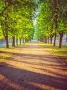 Chestnut Alley, in the city in the early morning in the rays of the rising sun on a spring day Royalty Free Stock Photo