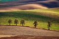 Chestnut Alley in the late fall in the rolling fields at sunset.South Moravia.Czech republic.