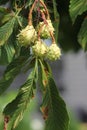 Chestnut, American Castanea dentate Royalty Free Stock Photo