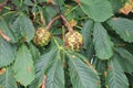 Chestnut, American Castanea dentate Browning