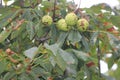 Chestnut, American Castanea dentate