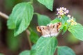 Chestnut Angle Odontoptilum angulatum