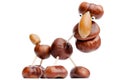 Chestnut animal