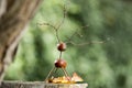 Chestnut animal on wooden stump, deer made of chestnut, acorn and twigs, green background