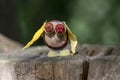Chestnut animal on wooden stump, owl made of chestnut, acorn, yellow leaves and red hawthorn fruits, funny bird