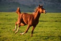 Chestnut Arabian Horse running Royalty Free Stock Photo