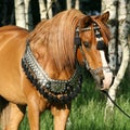 Chestnut arabian stallion with perfect harness Royalty Free Stock Photo