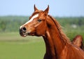 Chestnut arabian stallion portrait Royalty Free Stock Photo