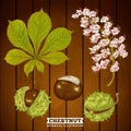 Chestnut Autumn Botanical Vector Illustration