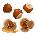 chestnut autumn brown set cartoon vector illustration