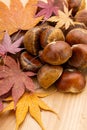 Chestnut in autumn Royalty Free Stock Photo