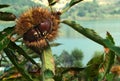 Autumnal fruit viewing,autumnal fruit picture,Chestnut,autumn,food,organic,italy Royalty Free Stock Photo