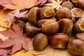 Chestnut and autumn maple Royalty Free Stock Photo