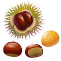 chestnut autumn nuts isolated illustration