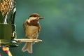 Chestnut-backed chickadee on the bird feeder Royalty Free Stock Photo