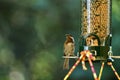 Chestnut-backed chickadee on the bird feeder Royalty Free Stock Photo