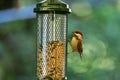 Chestnut-backed chickadee on the bird feeder Royalty Free Stock Photo