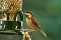 Chestnut-backed chickadee on the bird feeder Royalty Free Stock Photo