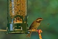 Chestnut-backed chickadee on the bird feeder Royalty Free Stock Photo