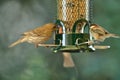 Chestnut-backed chickadee on the bird feeder Royalty Free Stock Photo