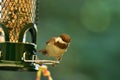 Chestnut-backed chickadee on the bird feeder Royalty Free Stock Photo