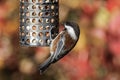 Chestnut-backed Chickadee bird Royalty Free Stock Photo