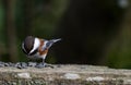 Chestnut-backed Chickadee Royalty Free Stock Photo