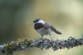 Chestnut-backed chickadee feeding in forest Royalty Free Stock Photo