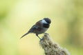 Chestnut-backed chickadee feeding in forest Royalty Free Stock Photo