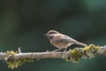 Chestnut-backed chickadee feeding in forest Royalty Free Stock Photo
