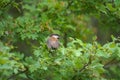 Chestnut-backed chickadee feeding in woods