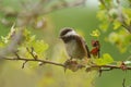 Chestnut-backed chickadee feeding in woods