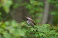 Chestnut-backed chickadee feeding in woods