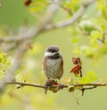 Chestnut-backed chickadee feeding in woods