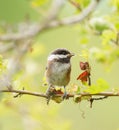 Chestnut-backed chickadee feeding in woods