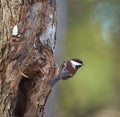 Chestnut-backed chickadee feeding in woods