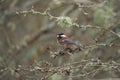 Chestnut-backed chickadee feeding in woods