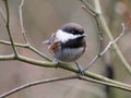 Chestnut-backed Chickadee in the Forest Royalty Free Stock Photo