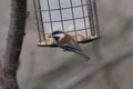 Chestnut-backed chickadee looking for food Royalty Free Stock Photo