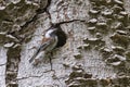 Chestnut backed Chickadee Royalty Free Stock Photo