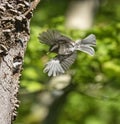 Chestnut backed Chickadee Royalty Free Stock Photo