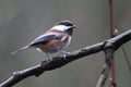 Chestnut-backed Chickadee Royalty Free Stock Photo