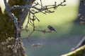 Chestnut-backed chickadee perches on a Garry Oak twig with a seed in it\'s beak, on the edge of Cedar Hill Golf course