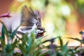 Chestnut backed Chickadee Poecile rufescens taking flight from a wooden balcony ledge; blurred green leaves in the foreground, Royalty Free Stock Photo